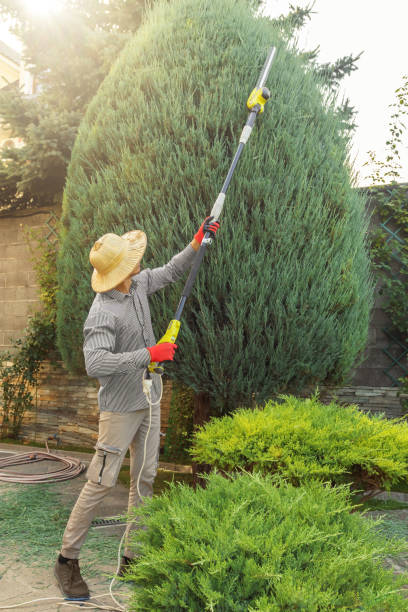 New Brockton, AL Tree Service Company